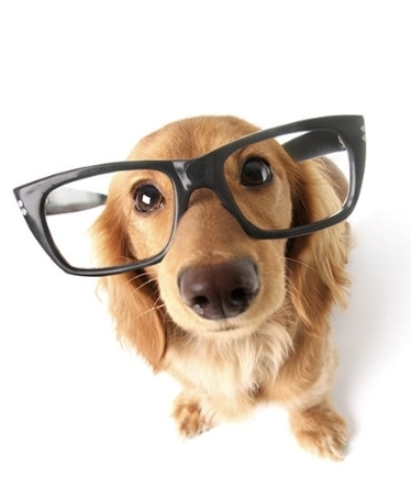 Dog Training Progress